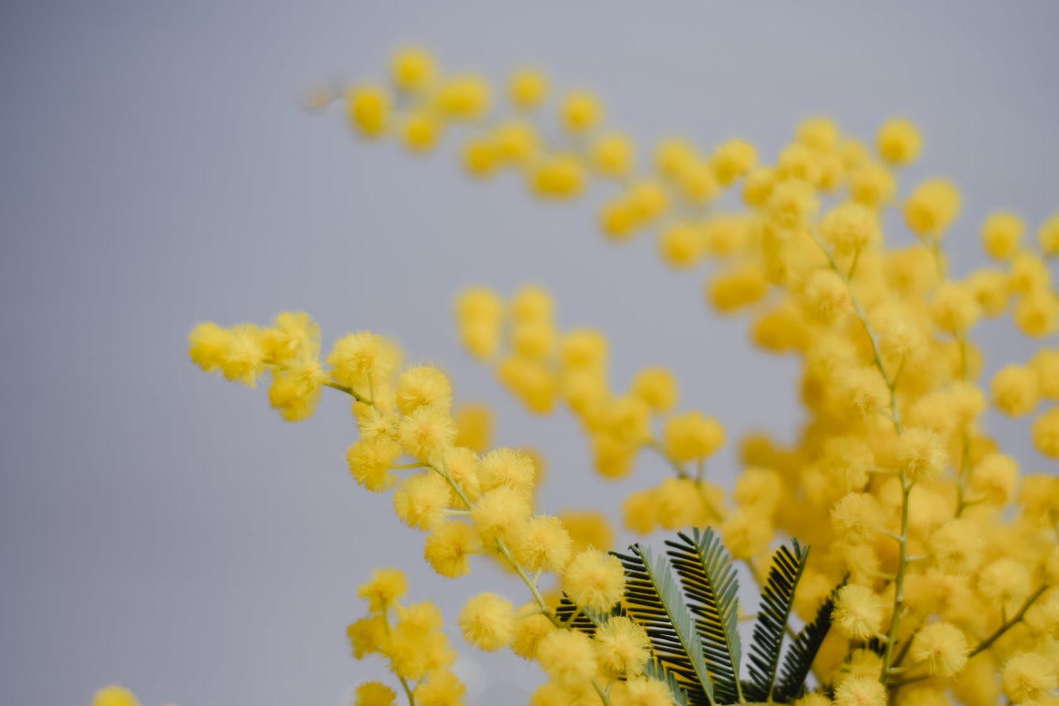 Allergia alla mimosa